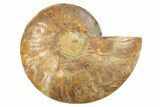 Cut & Polished Ammonite Fossil (Half) - Madagascar #296450-1